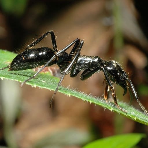 Capítulo 5: uma pequena grande formiga